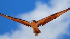 Birds fish skyscapes