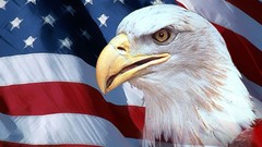 Birds Flags American Flag USA Eagles