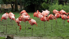 Birds flamingos