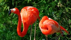 Birds flamingos