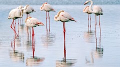 Birds flamingos