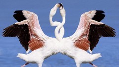Birds flamingos
