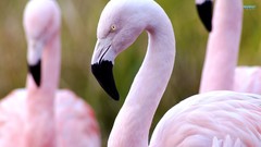 Birds flamingos