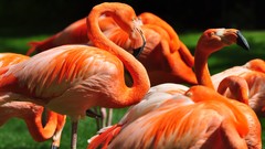 Birds flamingos