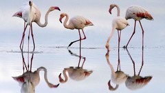 Birds flamingos