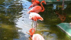 Birds flamingos