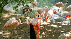 Birds flamingos