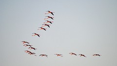 Birds flamingos wildlife
