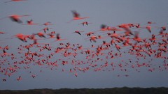 Birds flock flying national geographic flamingos