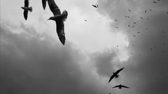 Birds flock grayscale