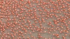 Birds flock national geographic flamingos