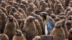 Birds flock Penguins national geographic snowing