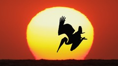 Birds Florida diving Pelicans