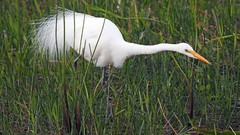 Birds Florida national park everglades egrets great egret