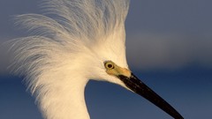 Birds Florida snowy egret egrets