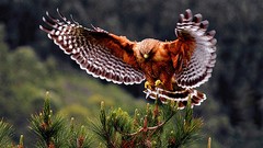 Birds flying bird of prey hawks