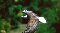 Birds flying Eagles bald eagles