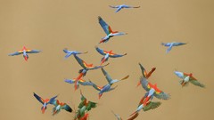 Birds flying peru National Scarlet Macaws