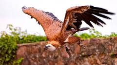 Birds flying vultures documentary