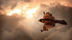 Birds flying wildlife hawks