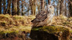 Birds forests Owls