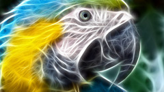Birds Fractalius Parrots macaw