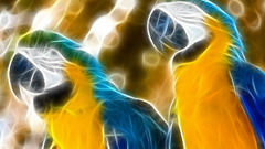 Birds Fractalius Parrots macaw