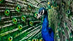 Birds Fractalius Peacocks
