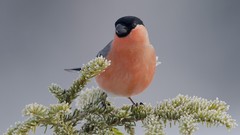 Birds frost bullfinch Finches