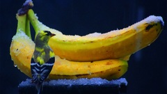 Birds fruits bananas