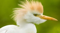 Birds funny depth of field egrets