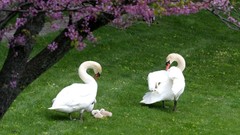 Birds Garden Swans