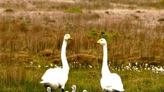 Birds geese baby birds