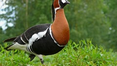 Birds geese Red-breasted Goose
