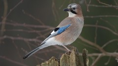 Birds germany Jays