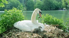 Birds germany Swans baby birds