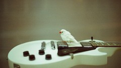 Birds Gibson guitars Gibson Les Paul gibson guitar White Bird