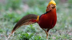 Birds golden pheasant