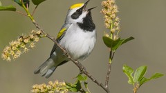 Birds golden Warblers