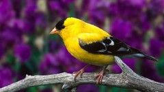 Birds goldfinch