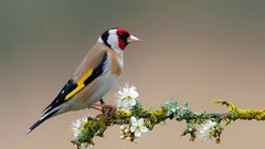 Birds goldfinch