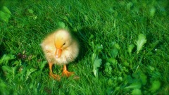 Birds grass duckling baby