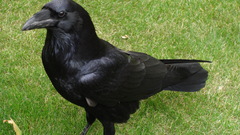 Birds grass Ravens