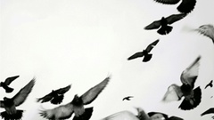 Birds grayscale monochrome