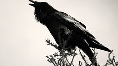 Birds grayscale monochrome Ravens