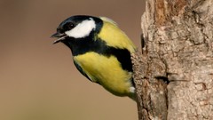 Birds Great Tit