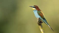 Birds green background Bee Eaters