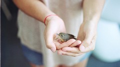 Birds hands body parts