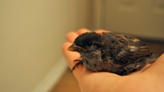 Birds hands transeunt