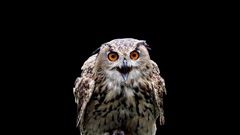 Birds harry potter Owls